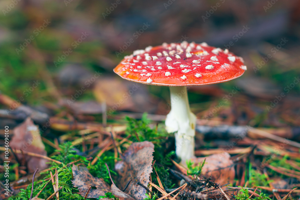 Fototapeta premium Mature Amanita Muscaria, Known as the Fly Agaric or Fly Amanita: Healing and Medicinal Mushroom with Red Cap Growing in Forest. Can Be Used for Micro Dosing, Spiritual Practices and Shaman Rituals