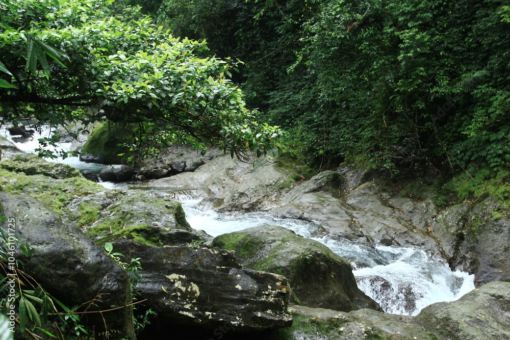 stream in the forest