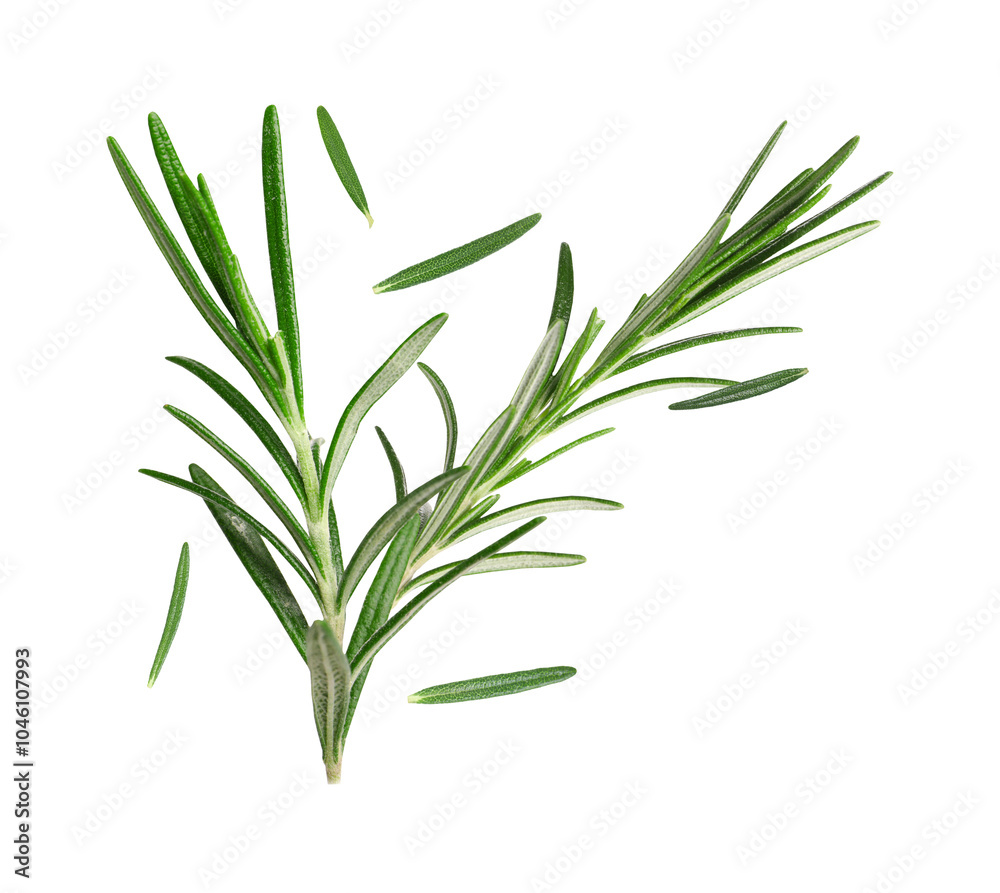 Fresh green rosemary in air on white background Fresh green rosemary in air on white background