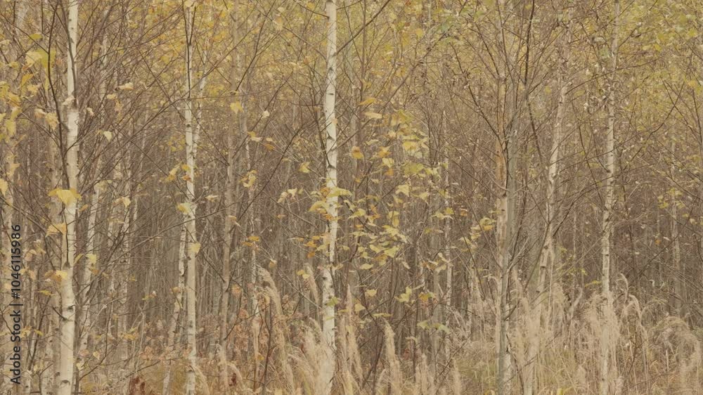 10月の若い白樺の森 10月の若い白樺の森
