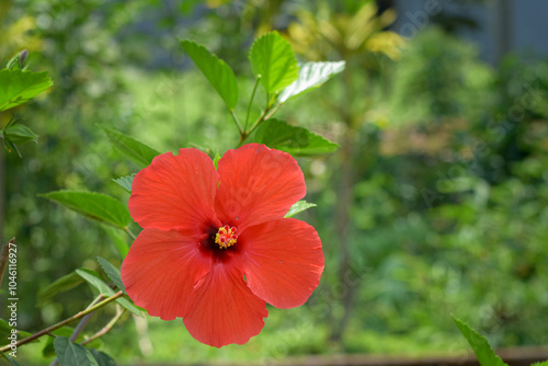 Hibiscus flower, Red flower plant