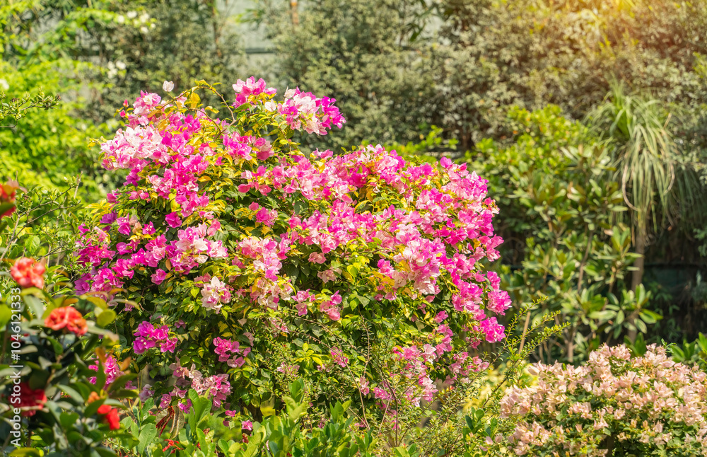 purple bougainvillea flowers in garden purple bougainvillea flowers in garden