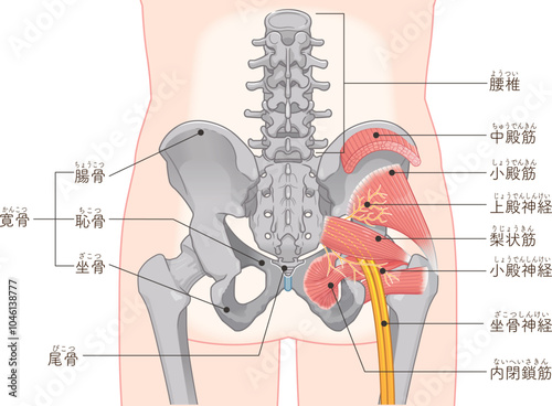 坐骨神経、sciatic nerve、イラスト、illustration