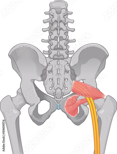 坐骨神経、sciatic nerve、イラスト、illustration