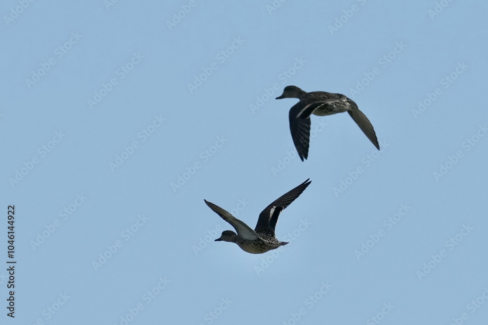 eurasian spot billed duck in flight eurasian spot billed duck in flight