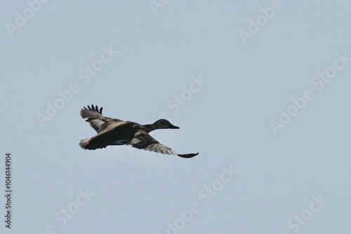 eurasian spot billed duck in flight photo