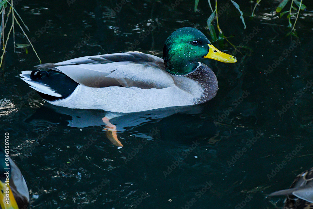Obraz premium wild ducks on the lake