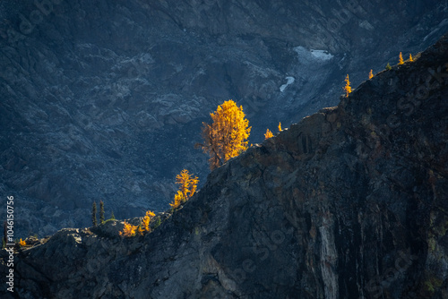 Larch Tree on Rocky Mountain Ridgeline