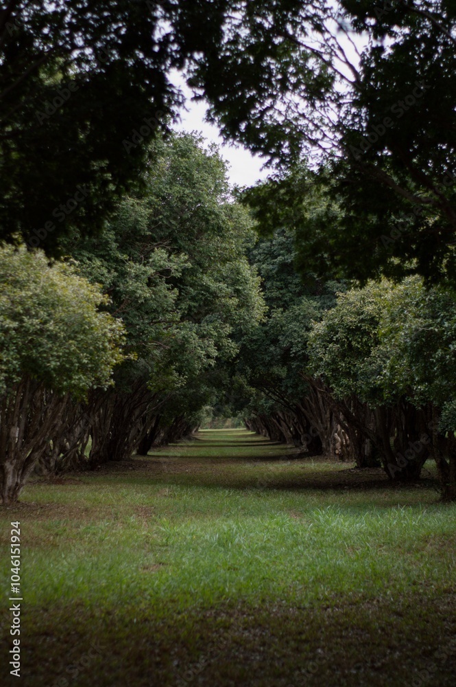 Fototapeta premium Jabuticaba trees