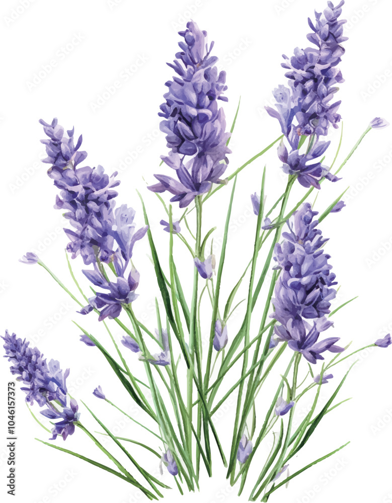 Naklejka premium lavender flowers isolated on white background