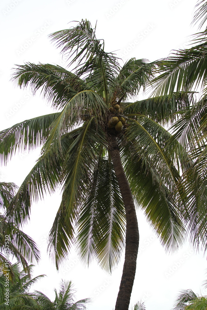 coconut palm tree in stormy sky in Isla Mujeres, Mexico coconut palm tree in stormy sky in Isla Mujeres, Mexico