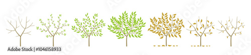 Tree foliage seasons change. Vector illustration.