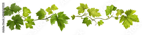 Green vine leaves arranged elegantly on a white background. transparent background