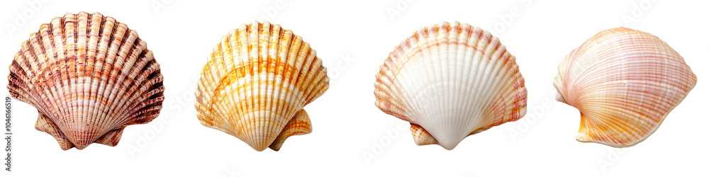 Obraz premium Various scallop shells arranged on a white isolated background, showcasing natural textures and colors. transparent background