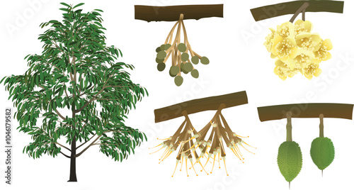 Cycle of growth of a durian plant on a white background.