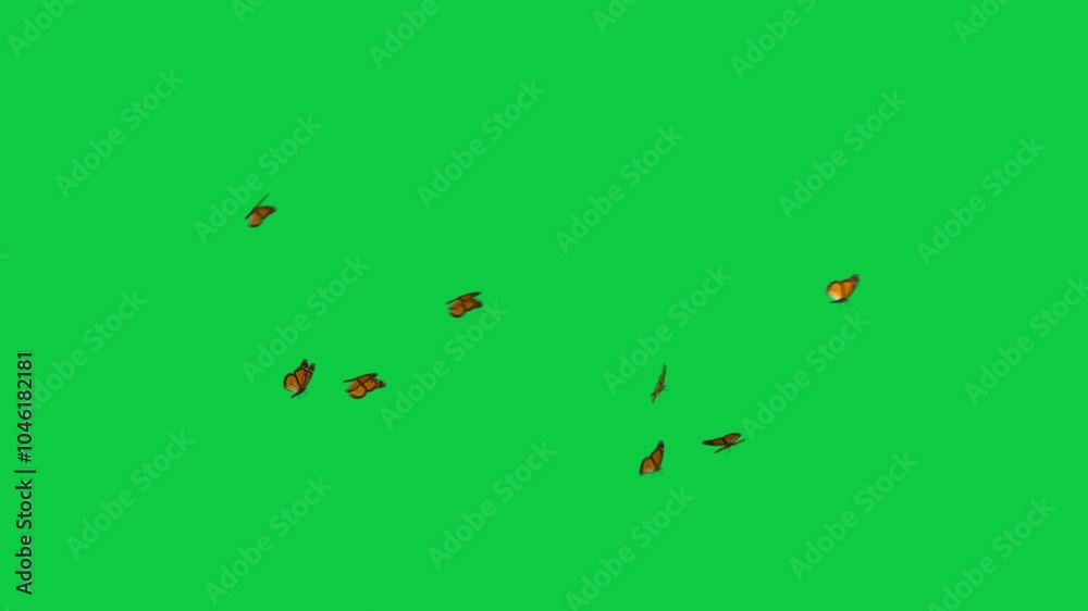 5 Yellow Monarch Butterflies Swarms Animation - Overlay Graphic Element Green Screen