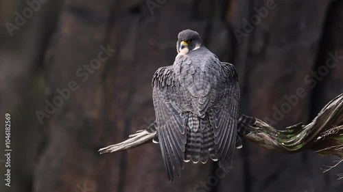 Peregrine falcon on a tree branch