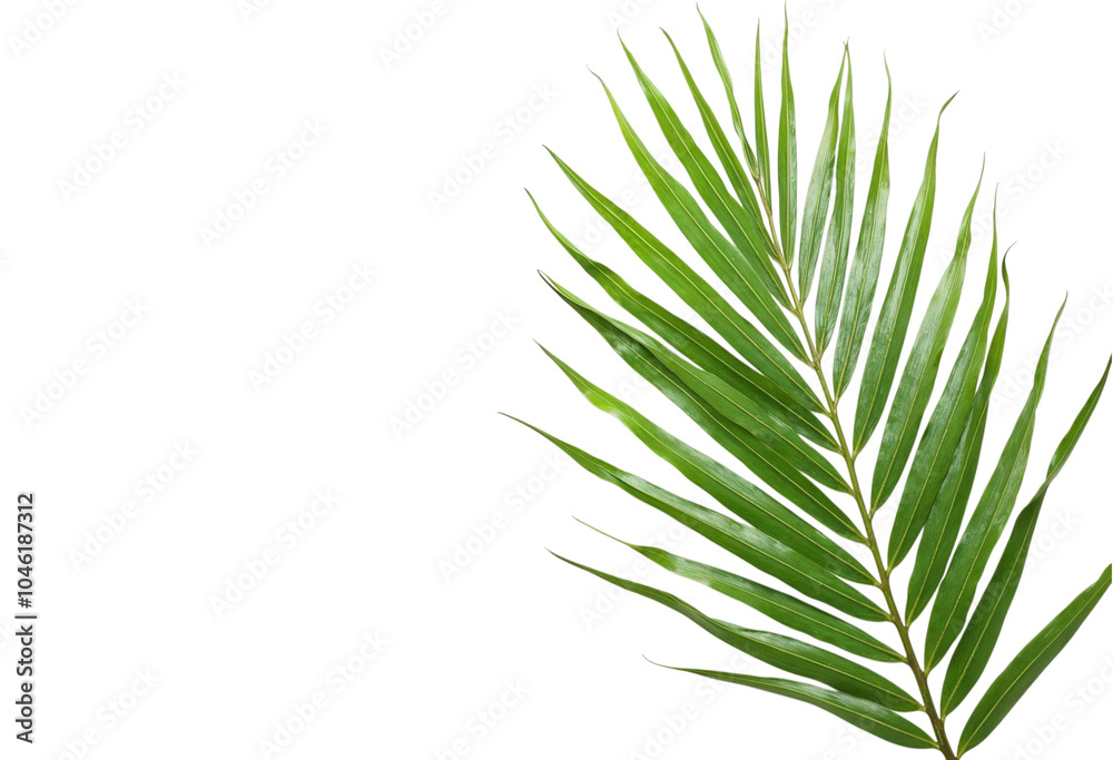 Fototapeta premium green grass isolated on white