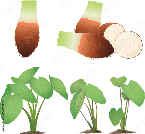 Vector illustration of taro tree On a white background.