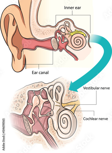 illustration of ear anatomy diagram