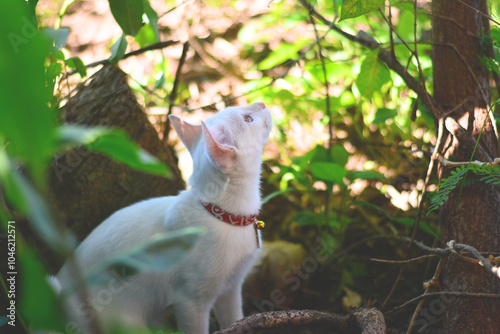 white cat with red collar lizard on the tree.