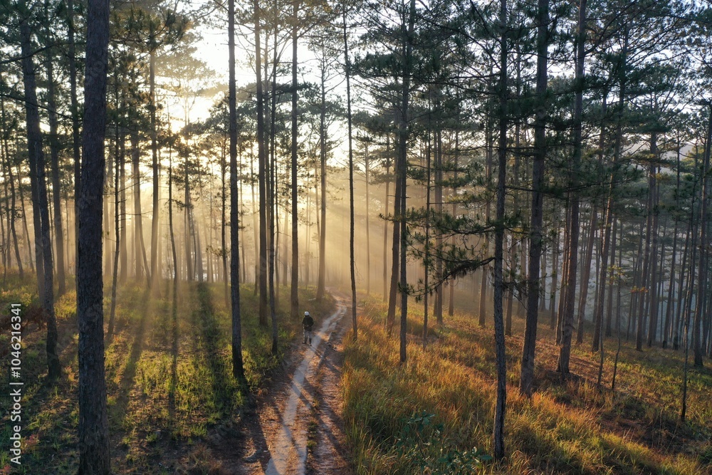 Naklejka premium Sunny trail under many years old pine trees