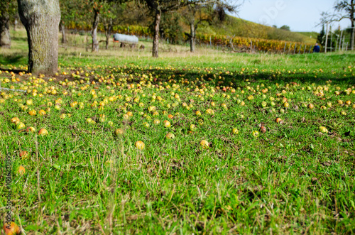 Wallpaper Mural Apples in the grass  Torontodigital.ca