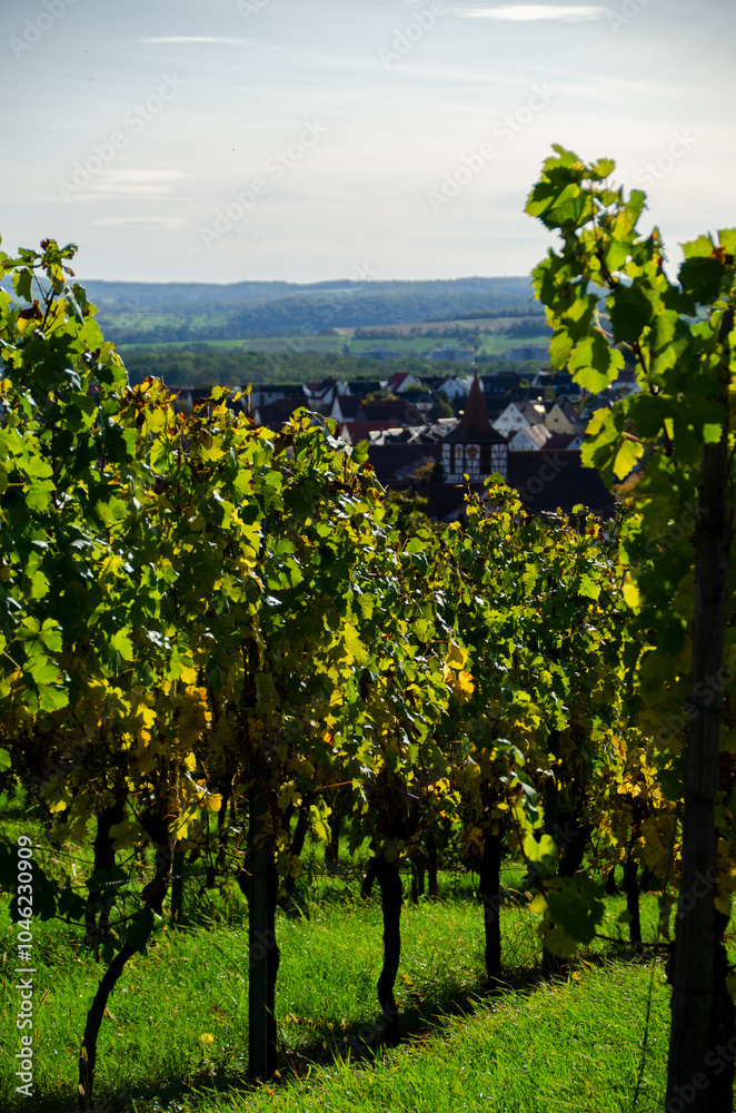 Fototapeta premium landscape with a vineyard 