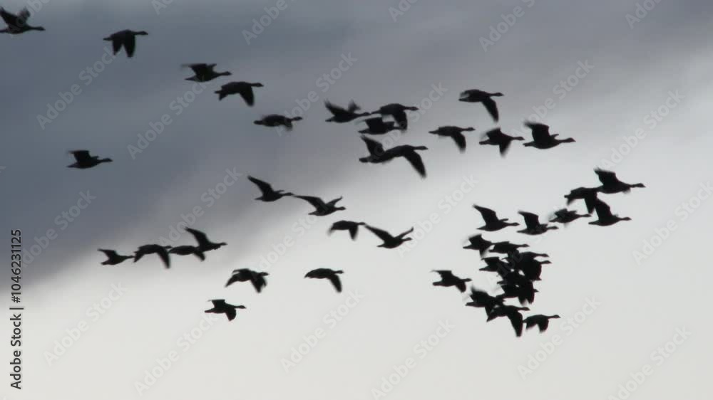Flock of silhouetted geese flying fast through dark lit and bright sky passing frame leaving empty sky. Flock of silhouetted geese flying fast through dark lit and bright sky passing frame leaving empty sky.