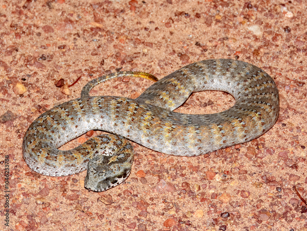 Fototapeta premium Northern Death Adder (Acanthophis praelongus) in Australia