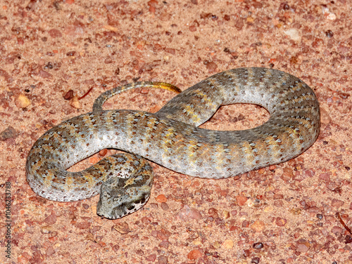 Northern Death Adder (Acanthophis praelongus) in Australia