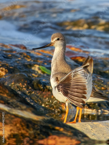 Terek Sandpiper (Xenus cinereus) in Australia photo