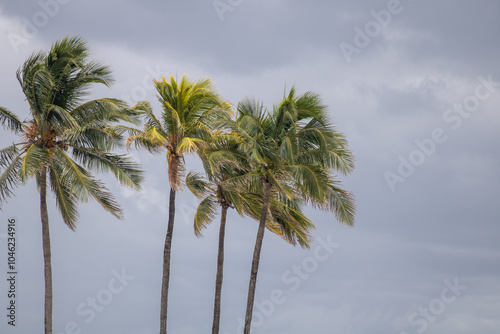 Wallpaper Mural Coconut Trees in the wind Torontodigital.ca
