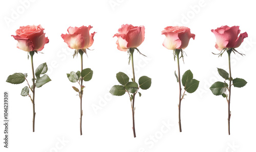 Fototapeta Naklejka Na Ścianę i Meble -  pink roses isolated on white on transparent background