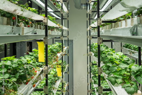 Konstfotografi Commercial strawberry cultivation in greenhouse using hydroponic method with ventilation, pollinated by bumblebee colonies living inside