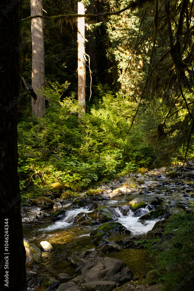 Lush green stream, Pacific Northwest Lush green stream, Pacific Northwest