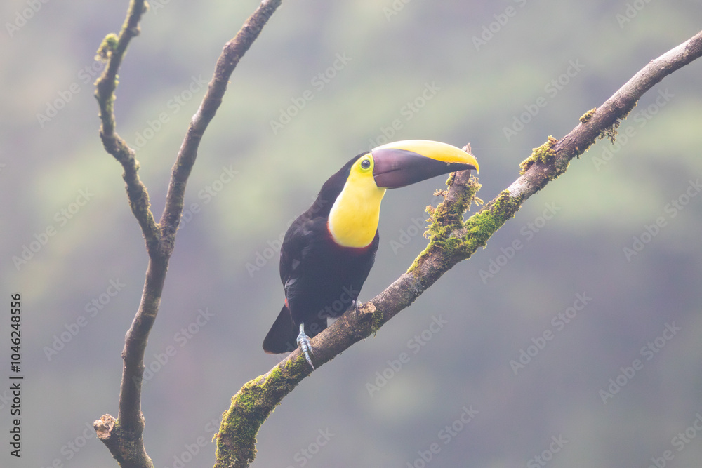 Fototapeta premium A Yellow-throated Toucan near Rio Celeste, Costa Rica