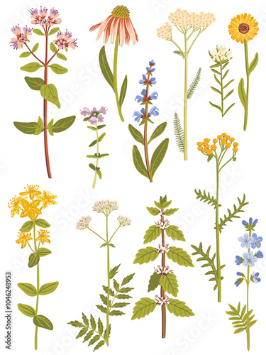 field flowers, vector drawing wild flowering medicinal plants at white background, medicinal herbs, hand drawn botanical illustration