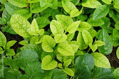 Yellow leaves from nutrition Deficiencies of Malabar Nightshade, East Indian Spinach, Ceylon Spinach, Vine spinach (Basella alba Linn) growing on ground in morning light. Organic food, vegetables. photo