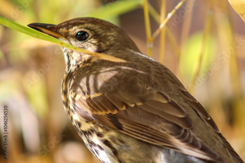 Song trush bird close up