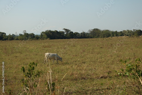 Vacas en granja