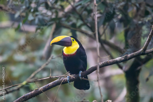 A Yellow-throated Toucan in Costa Rica photo