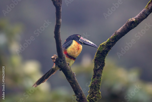 Collared Aracari in Costa Rica photo