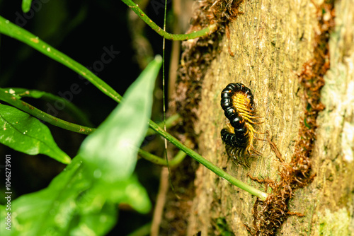 Foto Millipedes are a group of arthropods that are characterised by having two pairs of jointed legs on most body segments