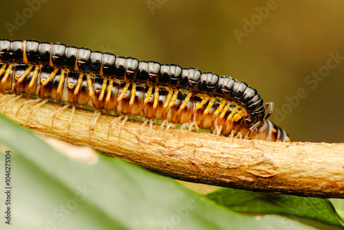 Millipedes are a group of arthropods that are characterised by having two pairs of jointed legs on most body segments. Each double-legged segment is a result of two single segments fused together.