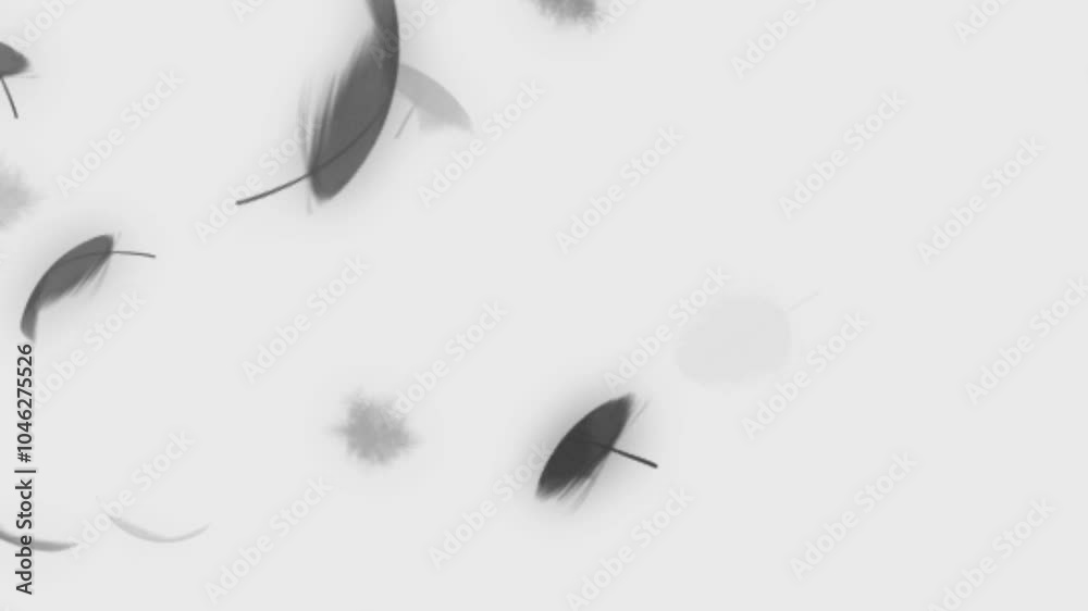 Beautiful texture of many flying black feathers for using in composition, on white background isolated. Screen mode for blending or transitions.