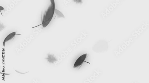 Beautiful texture of many flying black feathers for using in composition, on white background isolated. Screen mode for blending or transitions.