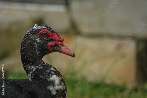 Ducks are a group of species of water birds – relatively small in size and with shorter necks than their close cousins of swans and geese. photo