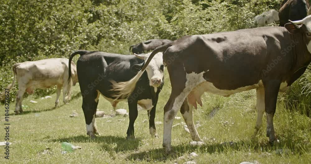 Cows grazing in a lush green meadow in a mountain setting, surrounded by trees and nature, highlighting rural life. Cows grazing in a lush green meadow in a mountain setting, surrounded by trees and nature, highlighting rural life.