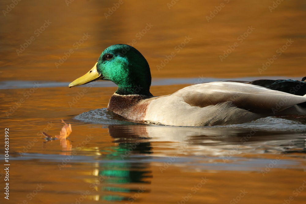 Obraz premium duck on the water